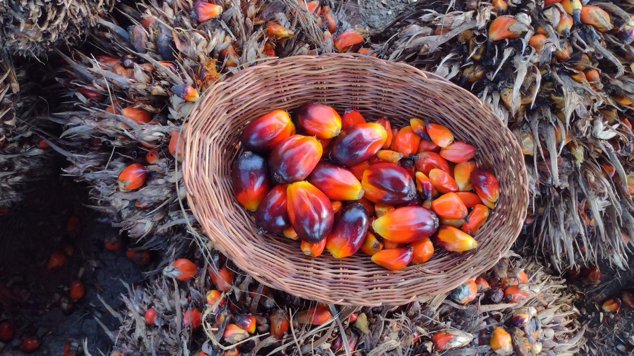 Frutos de dendê colhidos no território do Parque EcoCultural do Dendê